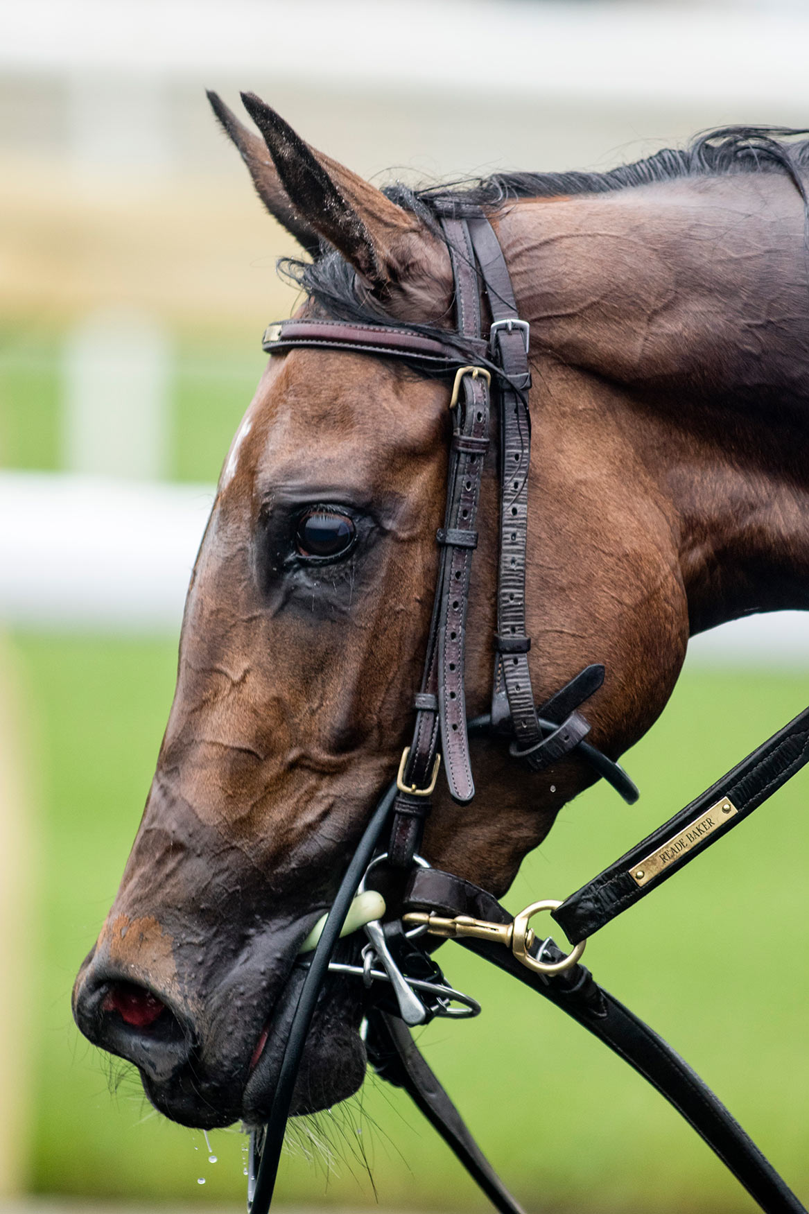 ACADEMIC CHAMPION - OWNER BEAR STABLES LTD.