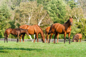 FARM SERVICES - CURRAGHMORE
