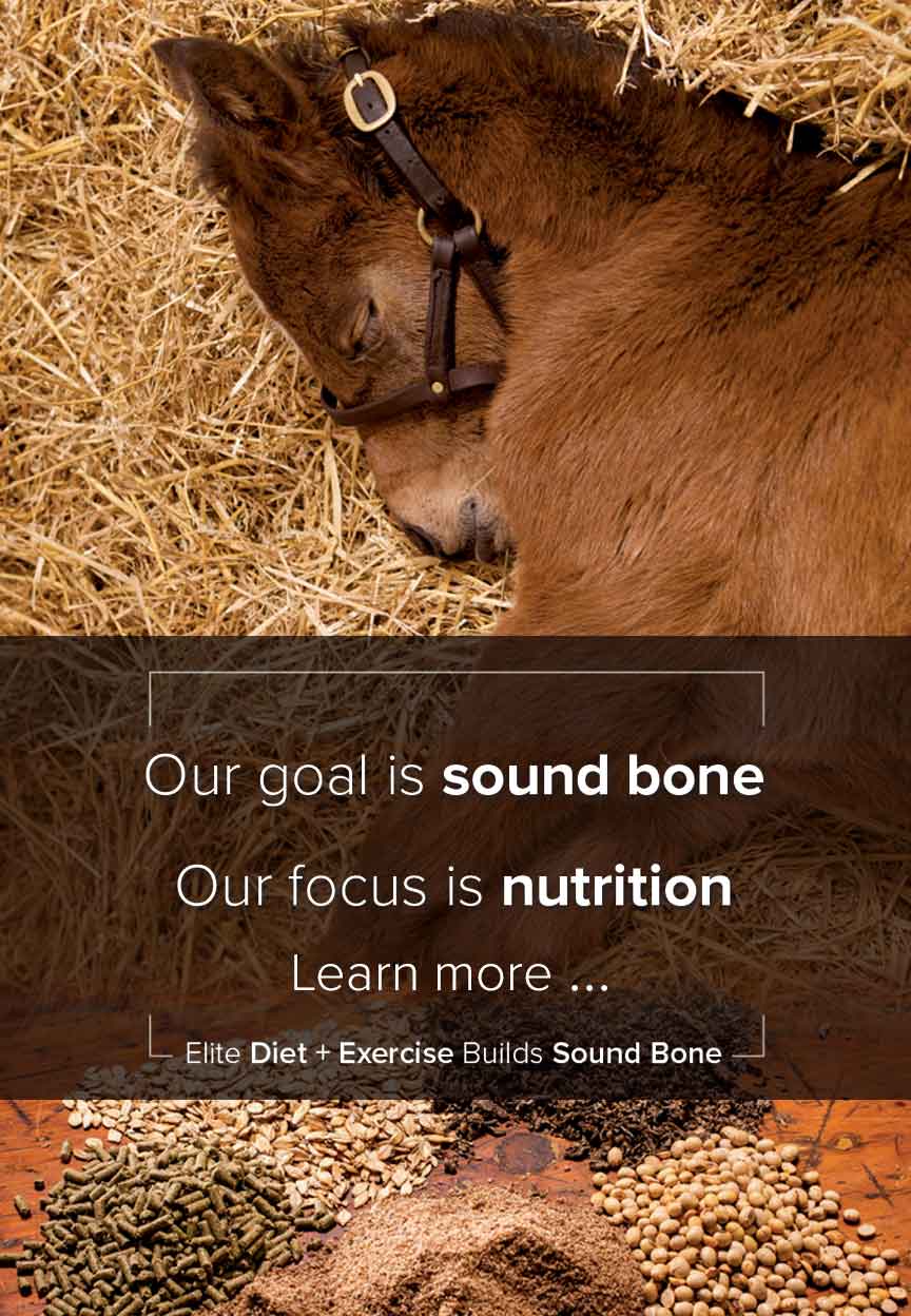 Our goal is sound bone, Our focus is nutrition.